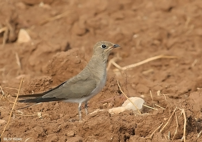    Collard Pratincole  Glareola pratincola       ,   2008.: .